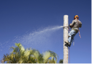palm tree removal