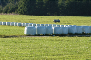 silage film
