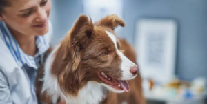 Canine PT and Me CCL tear in dogs