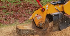 stump removal experts