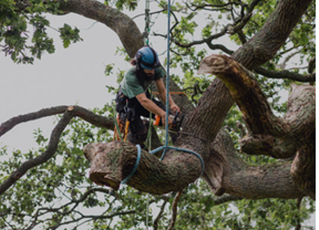 tree removal cost