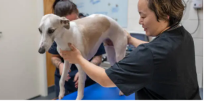 best dog physical therapist near me