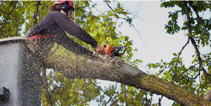 Tree Arborist Adelaide Hills’ Seasonal Tree Care Strategies for Healthier Trees All Year Round